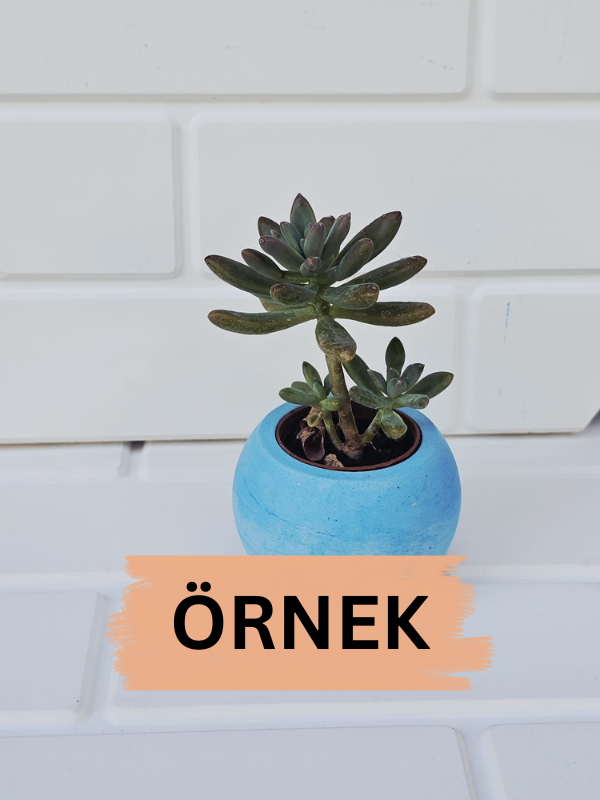 Utaylife Minimalist Beyaz Beton Vazo / Saksı - Dıy Boyama Için Ideal